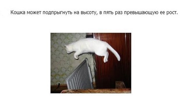 Интересное про котэ в картинках