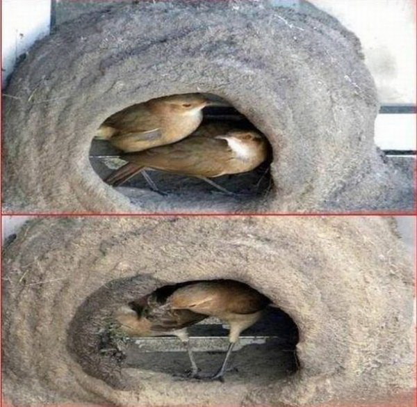 Птички строят гнездо фото