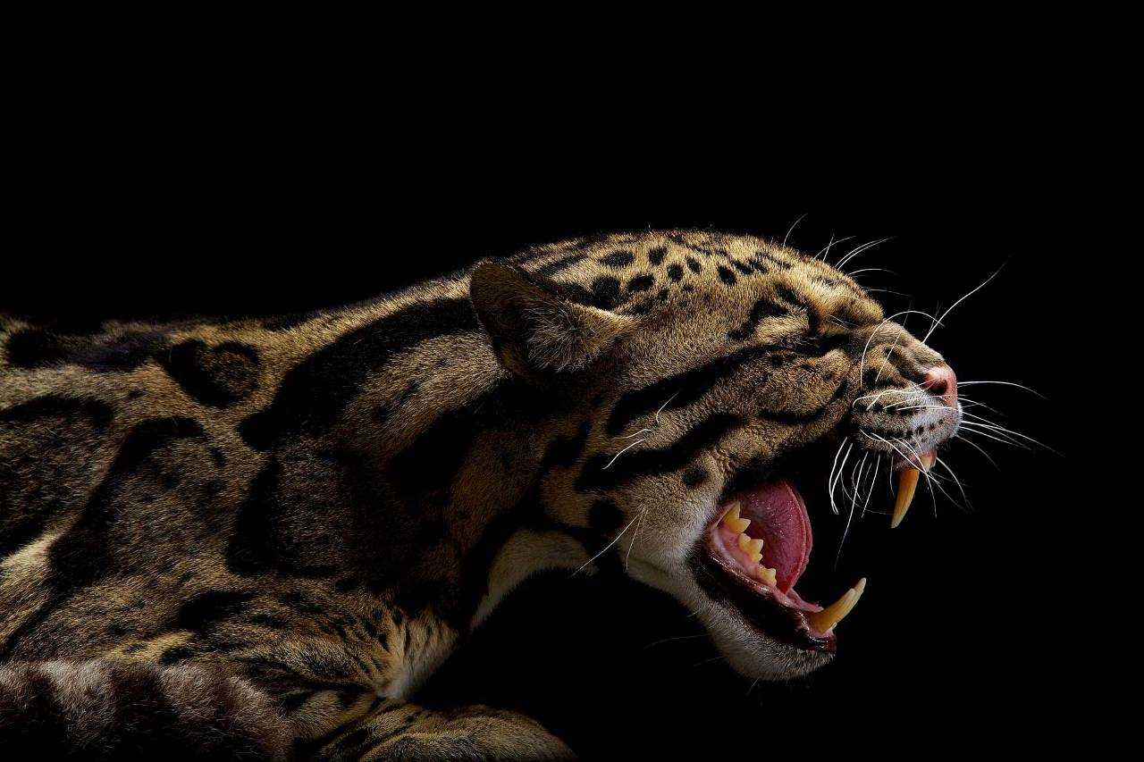 Фотосессия животных для National Geographic