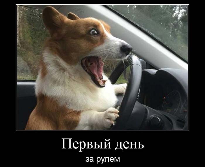 Демотиваторы бывают разные, у нас они только прикольные.