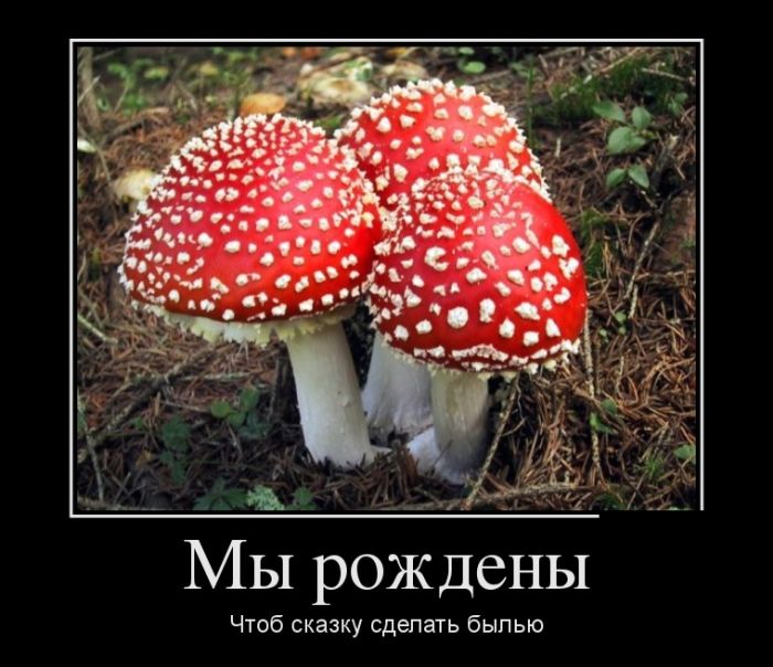 Самые смешные демотиваторы в подборке приколов.