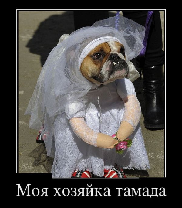 Новые демотиваторы и так поехали...