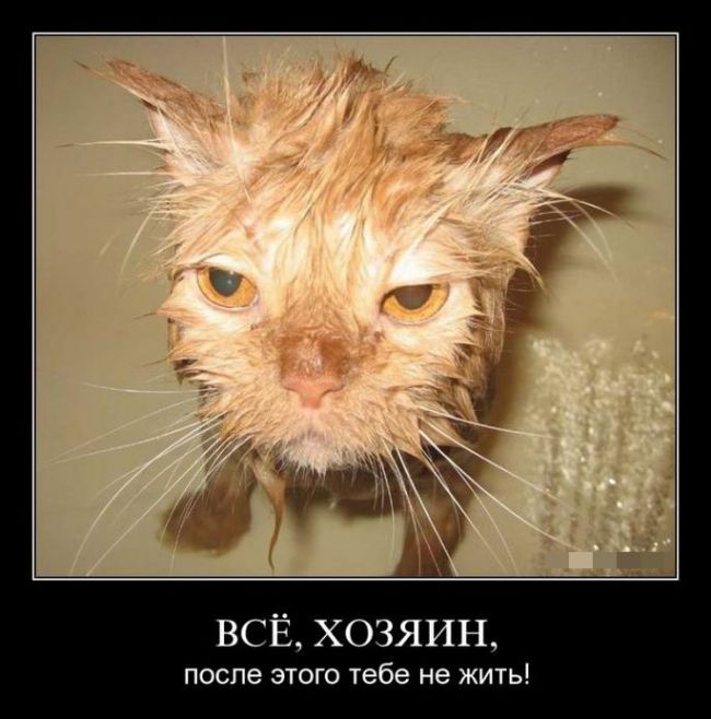 Свежие демотиваторы на Ёжин.ру