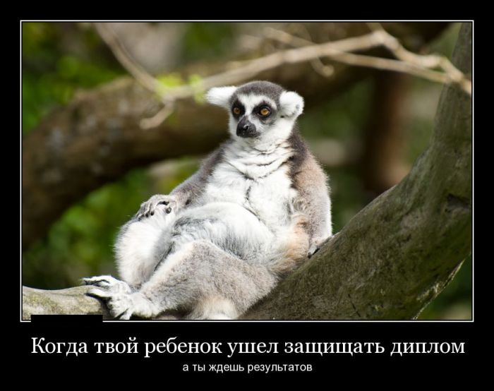 Демотиваторы с юмором, будет прикольно.