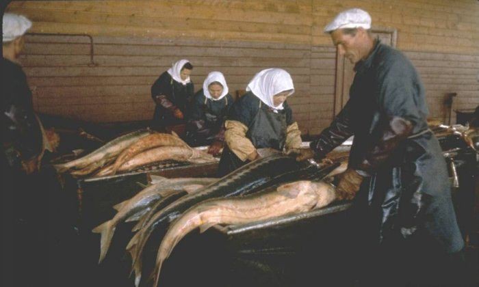 Как раньше черную икру добывали.