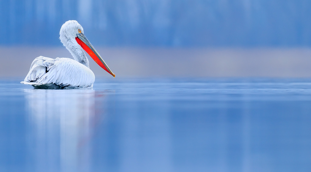 Отличные фото. Werner Bollmann.