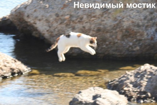 Кошки и невидимые предметы