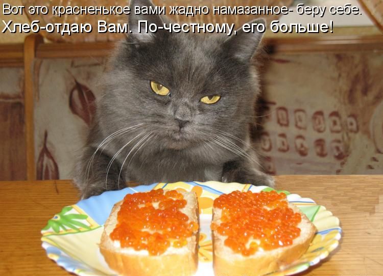 Кото приколы