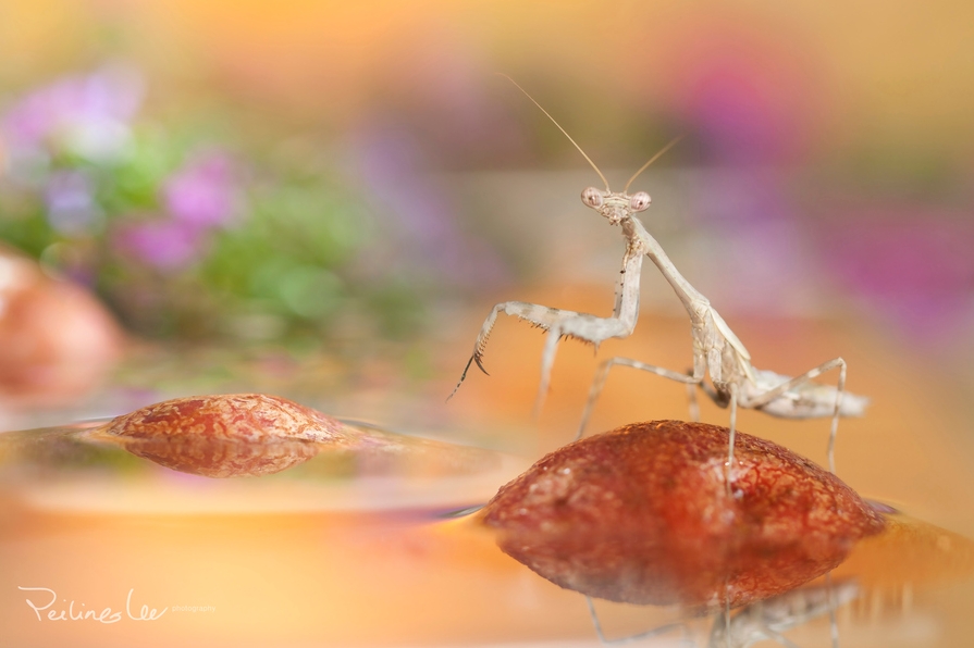 Красивые сюрреалистические фотографии макро насекомых