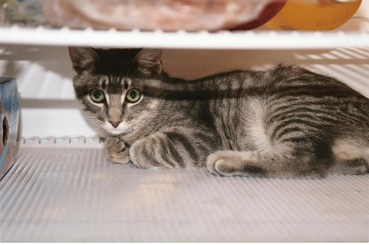 Коты и кошки в холодильниках