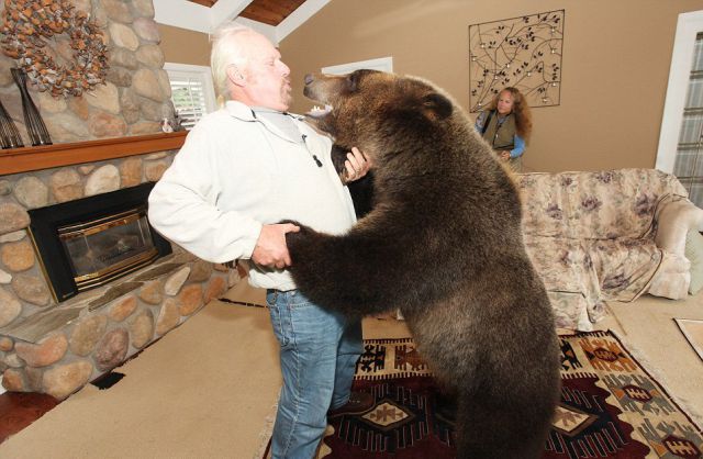 У мужика дома живет настоящий медведь гризли