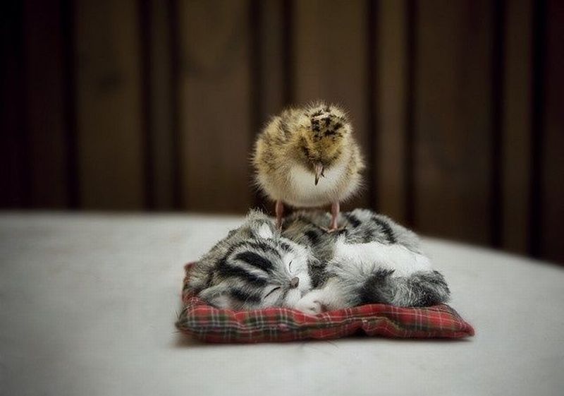 Смешные и прикольные животные
