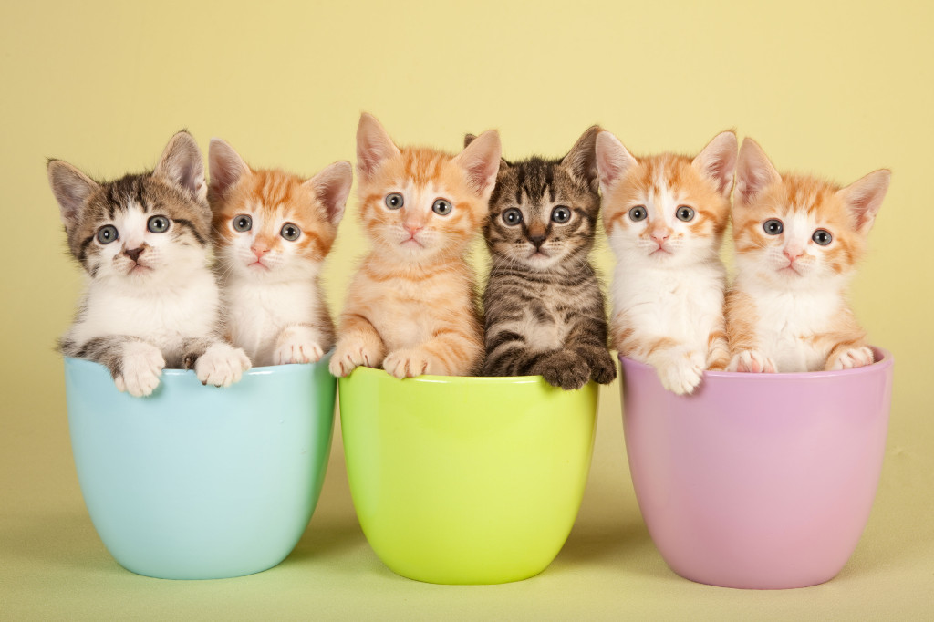 Красивые фотографии кошек и котят