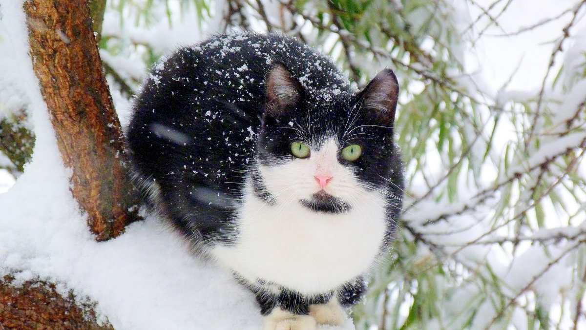 Зимние коты