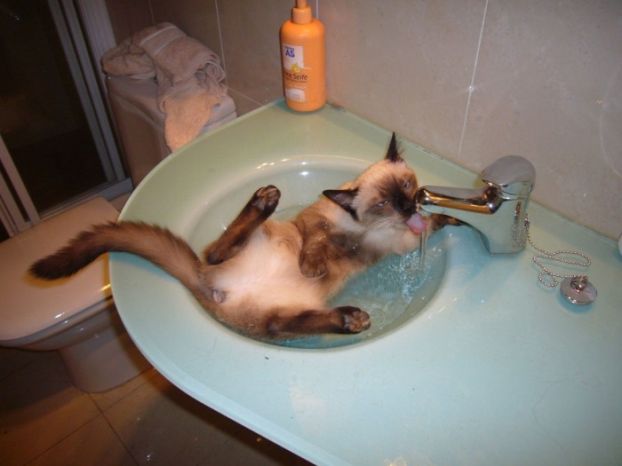 Кошки в воде, смешные фото