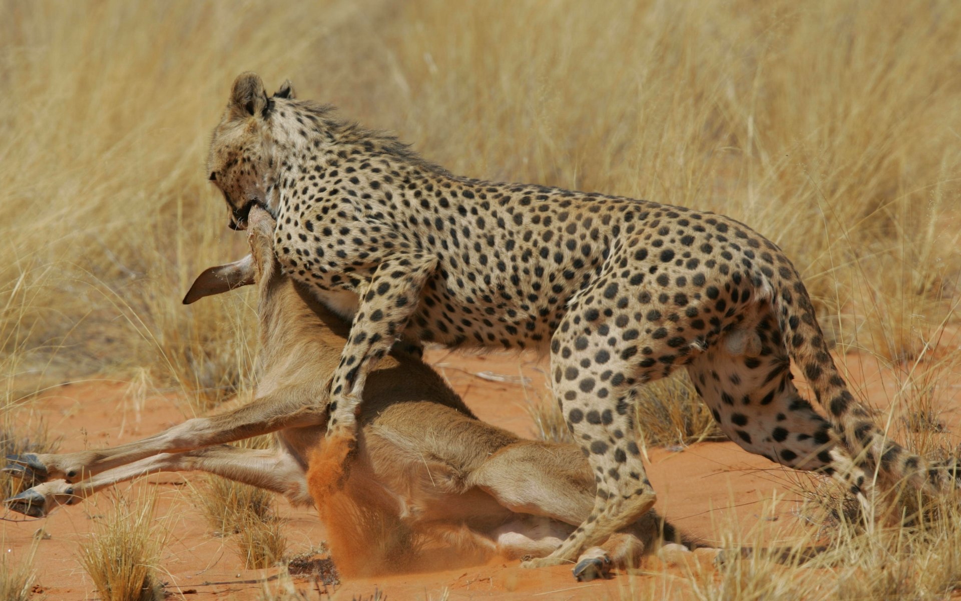 Dangerous wild animals. Берберийский леопард. Гепард на охоте. Гепард хищник. Гепард охотится.