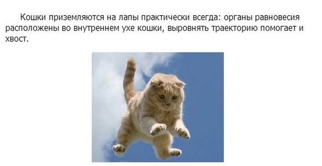 Интересное про котэ в картинках