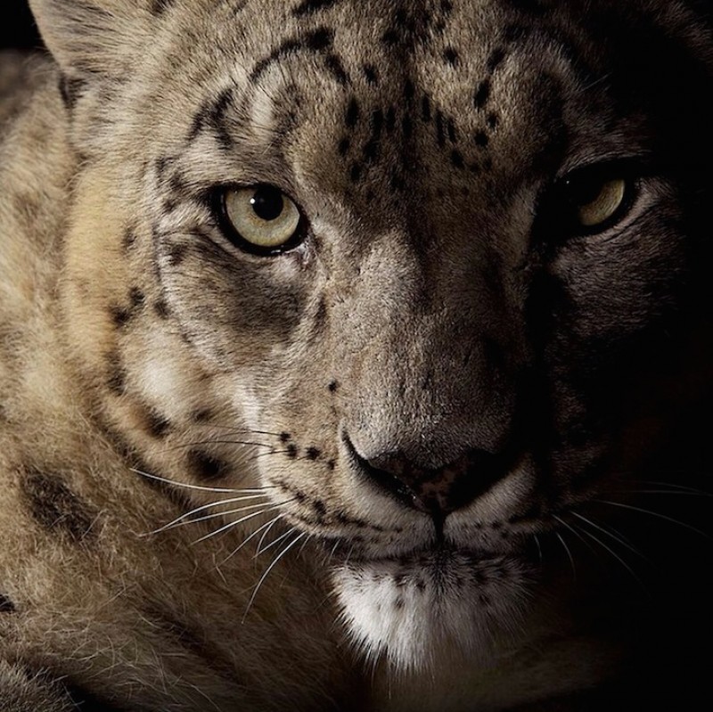 Фотосессия животных для National Geographic