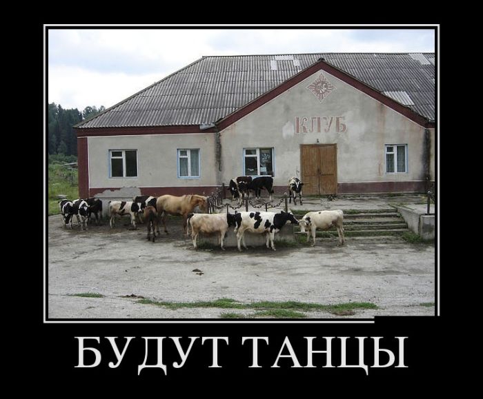 Демотиваторы это  приколы в картнках с цитатами.