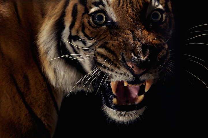 Фотосессия животных для National Geographic