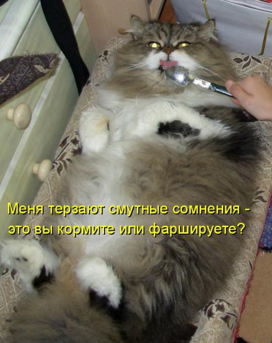 Кото приколы