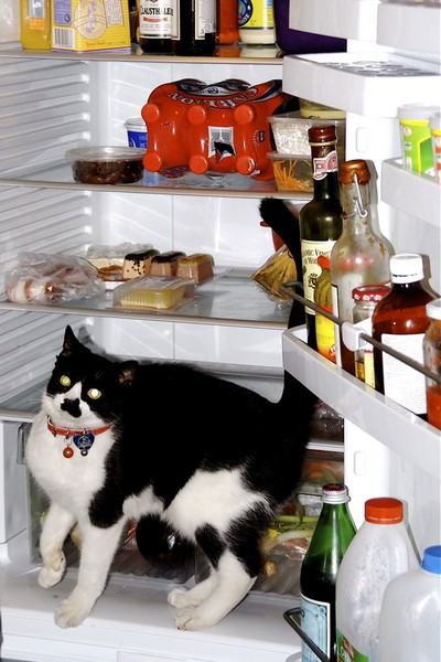 Коты и кошки в холодильниках