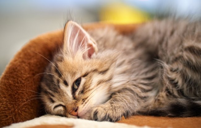 Красивые фотографии кошек и котят