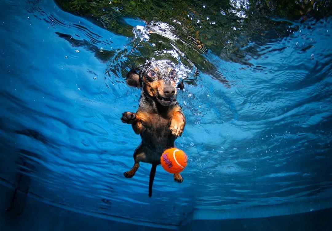 Животные в воде и под водой