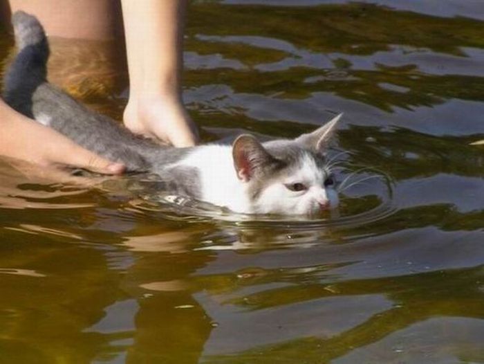 Кошки в воде, смешные фото