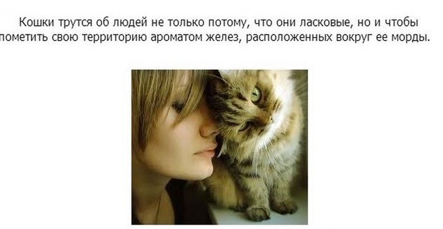 Интересное про котэ в картинках