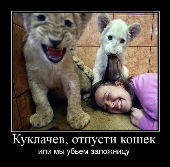 Демотиваторы, подборка новых и прикольных черных рамок.