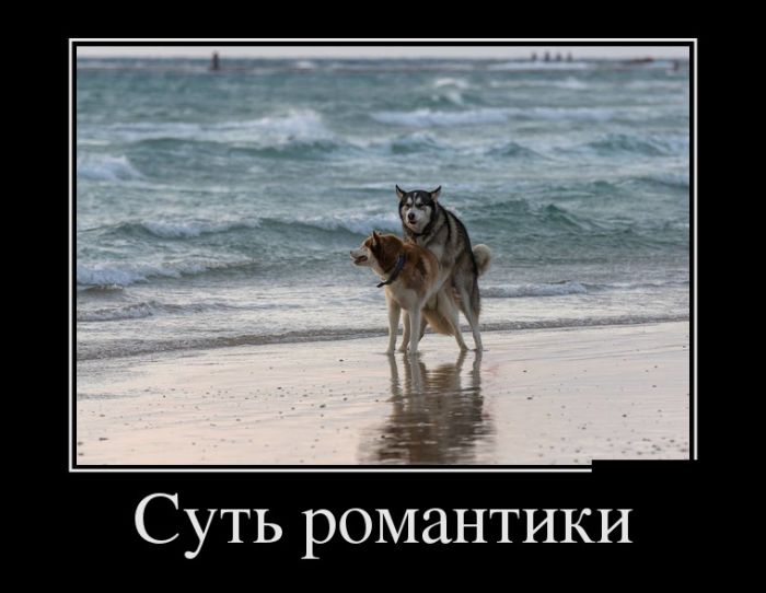 Хотели новых и прикольных демотиваторов? Вуаля )