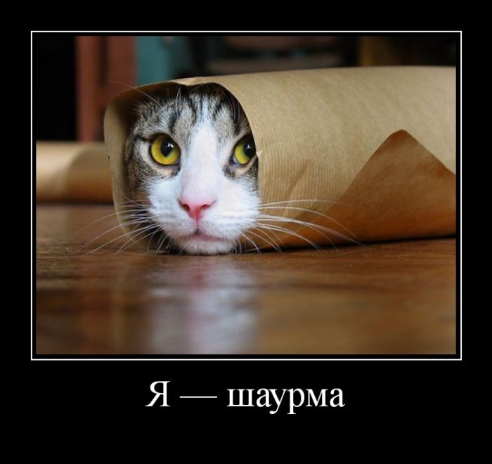 Демотиваторы поднимут любое настроение.