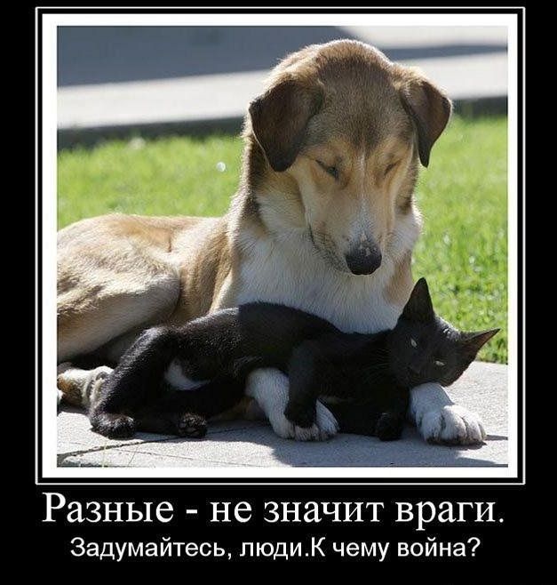 Классная подборка новых демотиваторов.
