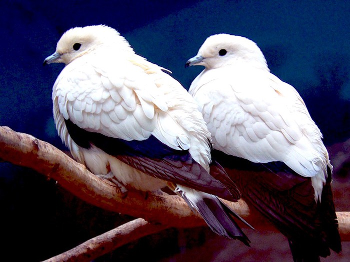 Диковинные голуби.