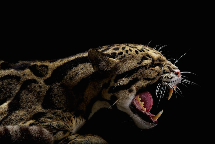 Фотосессия животных для National Geographic