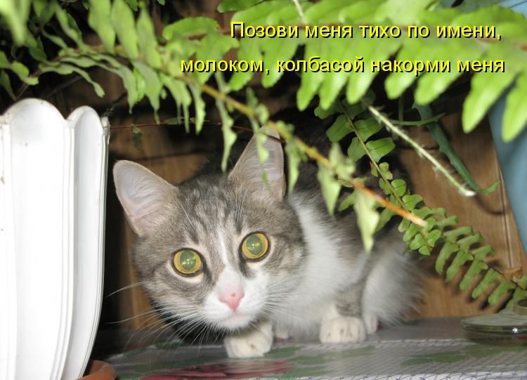 Кото приколы