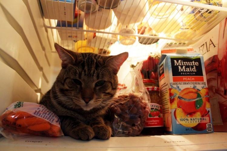 Коты и кошки в холодильниках