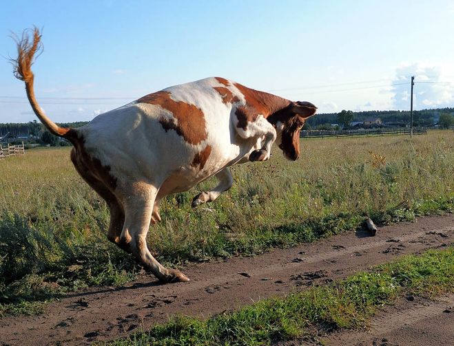 Просто прикольные коровы на фото