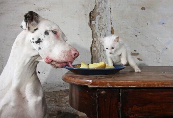 Животные, такие прикольные когда сытые
