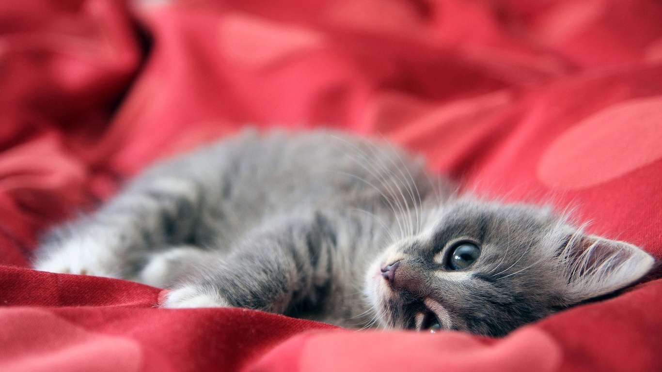 Красивые фотографии кошек и котят