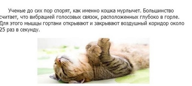 Интересное про котэ в картинках
