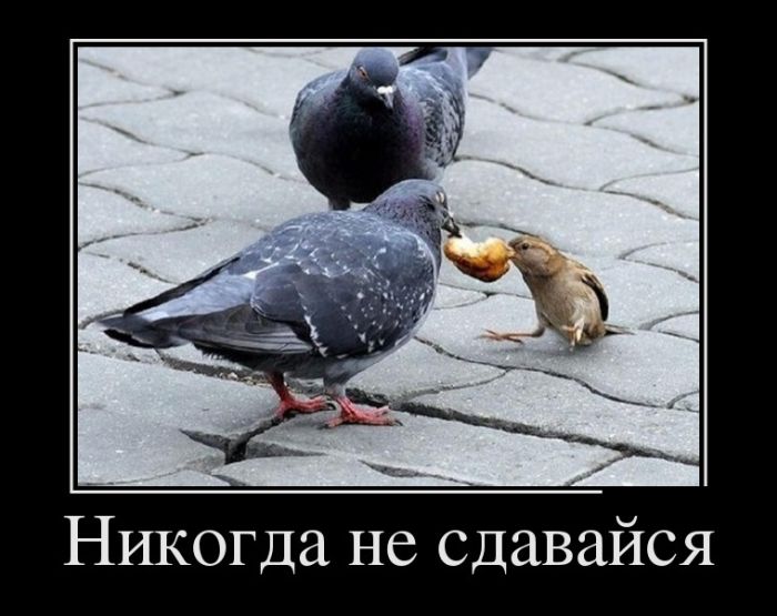 Демотиваторы приколись с новых.