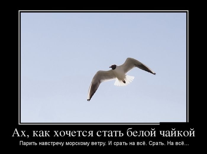 Приколы новые демотиваторы, смешные фразы и картинки.