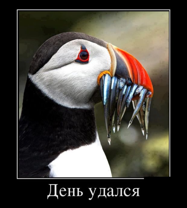 Прикольные демотиваторы, смешные девушки и парни.
