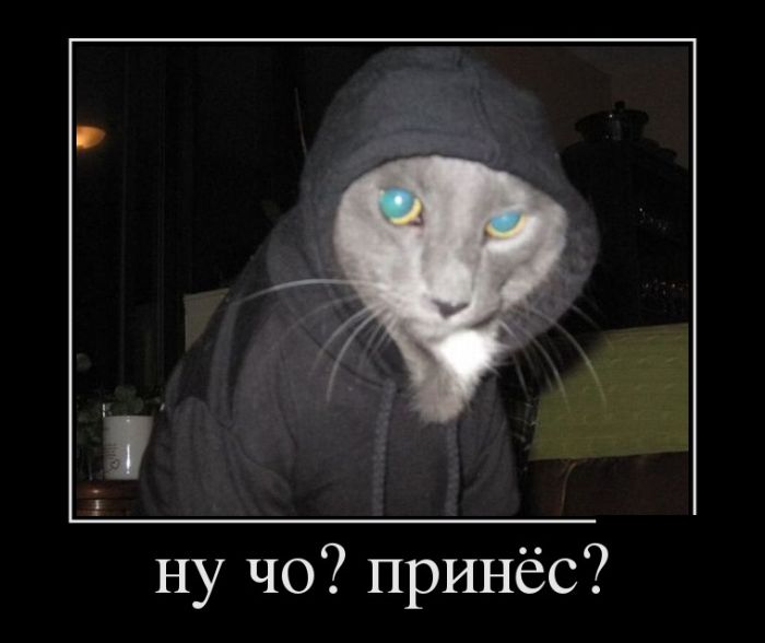 Демотиваторы, новые картинки с фразами.
