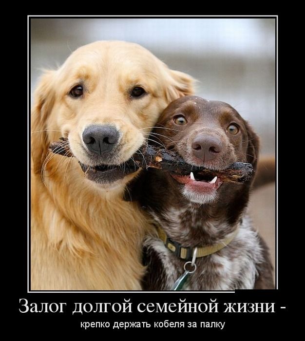 Новые приколы в демотиваторах, фразы и картинки.