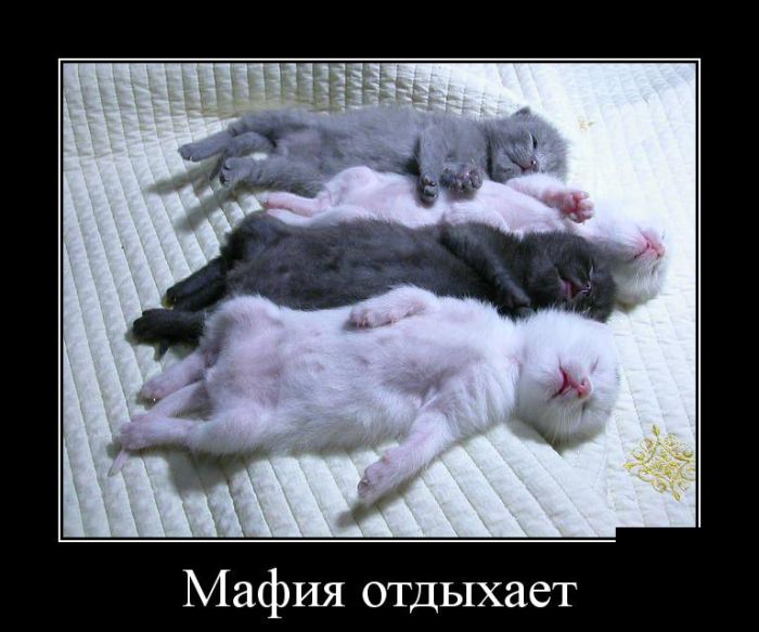 Веселое настроение гарантировано! Демотиваторы.