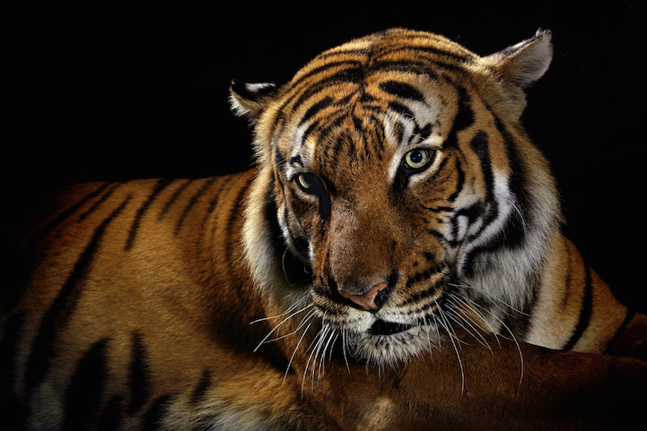 Фотосессия животных для National Geographic