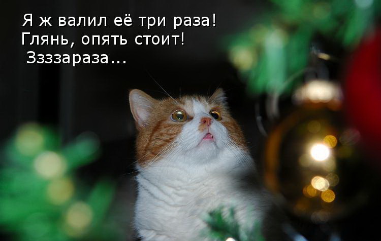 Кото приколы